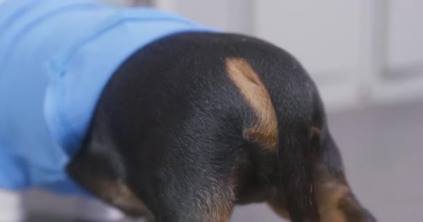 Bir köpek, mavi tişörtlü bir köpeği pençesiyle tekmeliyor. Yaklaş. Evcil hayvan yaralandı, korktu ve kaçtı. Bir zorba kurbanını gücendirir. Hayvanların gösterdiği sosyal adaletsizlik — Stok video