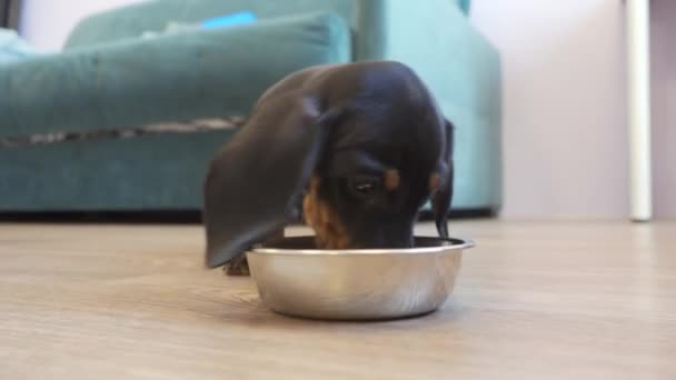 Schattige teckel puppy was zo hongerig en at zo heerlijk eten voor huisdier, dat hij likte metalen kom om te schitteren, vooraanzicht, close-up. Speciaal voer voor bepaalde rassen van baby honden — Stockvideo