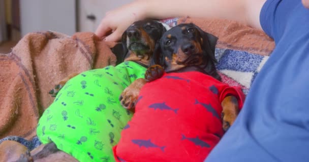 家のTシャツの2つの脂肪のダックスフント犬は、あまりにも多くを食べていると彼らの腹をソファの上に横たわっているので、彼らはできないと移動するには遅すぎる。健康的でない生活は危険だ — ストック動画