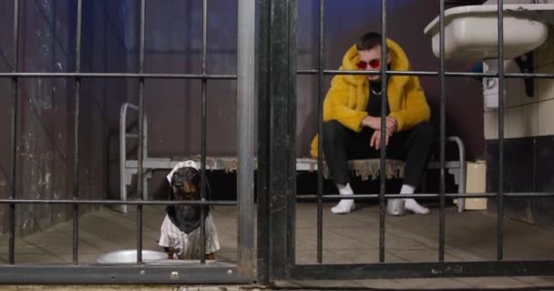 Gángster nervioso en abrigo de piel amarilla de moda y con gafas con lentes rojos se sienta en la litera en la cárcel, e intimida lindo cachorro dachshund en uniforme a rayas con gorra, que fue inocentemente condenado — Vídeos de Stock