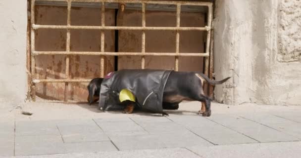 Cachorro salchicha divertido en chaqueta de cuero fresco huele el suelo y marcas de orina territorial de otros perros en la calle, o busca comida porque es desobediente — Vídeo de stock