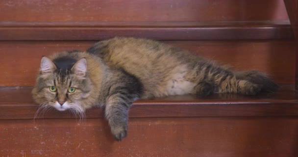 Chat domestique brun moelleux repose sur des escaliers en bois à la maison — Video