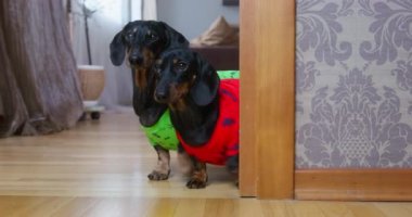 Siyah giysili dachshundlar duvarın arkasından odaya koşar.