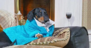Siyah dachshund mavi bornozlu minderlerin üzerinde oturur.