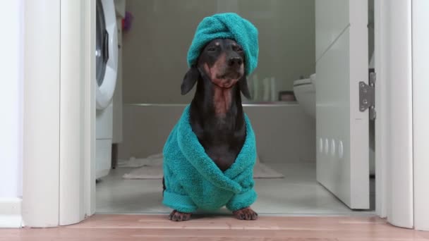 Vacker tax hund i blå badrock och med handduk lindad runt huvudet som en turban står i dörren vid dusch efter bad. Dagliga hygieniska förfaranden eller grooming för sällskapsdjur. — Stockvideo