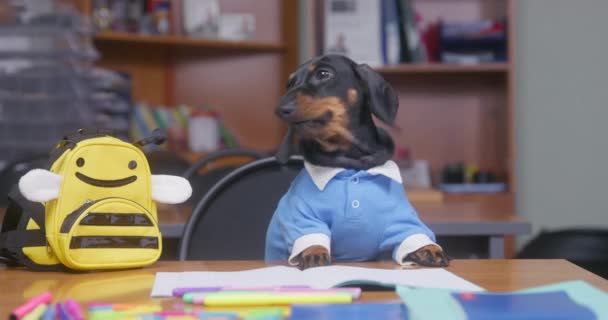 Gravhund spiser behandler i pausen sidder ved skrivebordet i klasseværelset – Stock-video