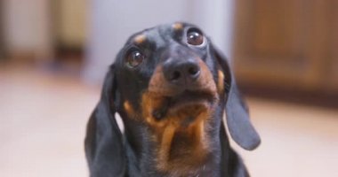 En tatlı bakışlı köpek yavrusuna dokunmak sahibinden yemek için yalvarmak, yukarı bakmak ve dudaklarını yalamak, ön manzara, kapat. Aç köpek sabırla beslenmeyi bekliyor.