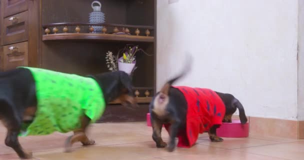 Salchichas negras corren en busca de comida en platos en casa — Vídeo de stock