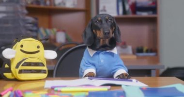 Okul üniformalı sevimli itaatkar dachshund yavrusu, çalışkan öğrenci gibi, masasında oturuyor arı şeklinde sırt çantasıyla ve öğretmenini dinliyor, derse tamamen hazır, ön görüş için.
