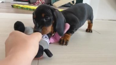 Sahibi el ve dachshund köpek yavrusu. Yumuşak doldurulmuş oyuncakla parke zemininde. Oturma odasında yakın plan..