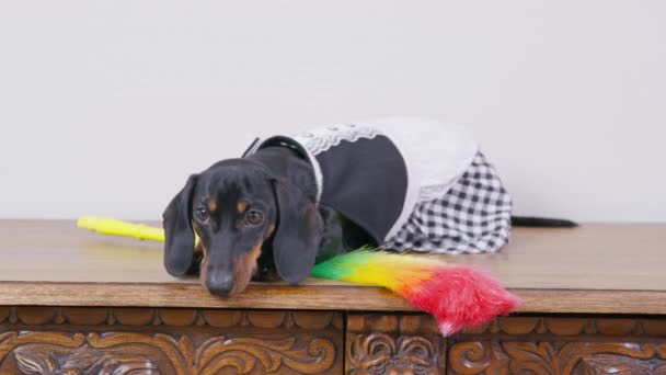 Grappige teckel hond in dienstmeisje uniform met schorten ligt op houten oppervlak, veren stofdoek voor het reinigen ligt in de buurt. Luie hond is onttrekken aan het werk en kijkt rond — Stockvideo