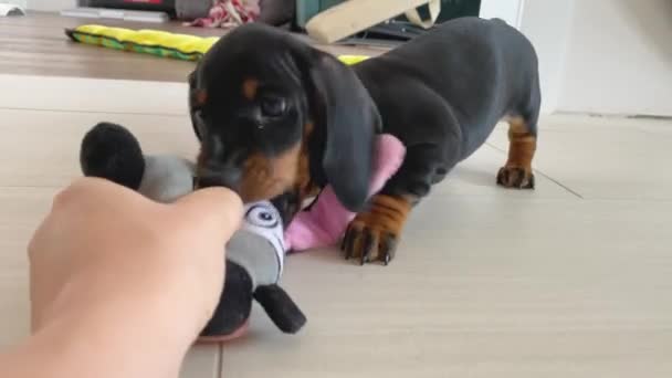 Majitel ruka a jezevčík štěně hra s měkkou plyšovou hračkou na parketové podlaze v obývacím pokoji detailní up. — Stock video