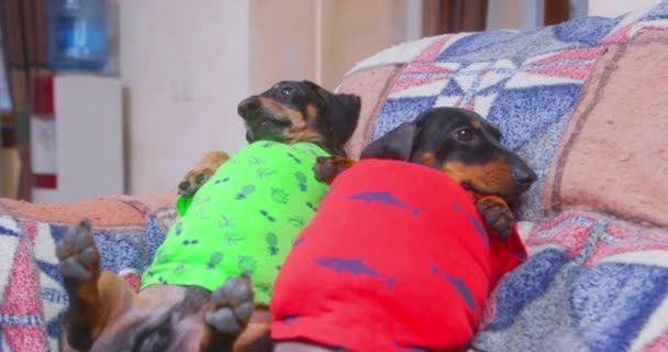 Due cani bassotto grassi in magliette familiari sono caricati dopo pranzo, e adesso sono sdraiati sul divano pigrizia. Stanno dicendo male, cercando di alzarsi, ma non possono. Stile di vita pericoloso e malsano — Video Stock