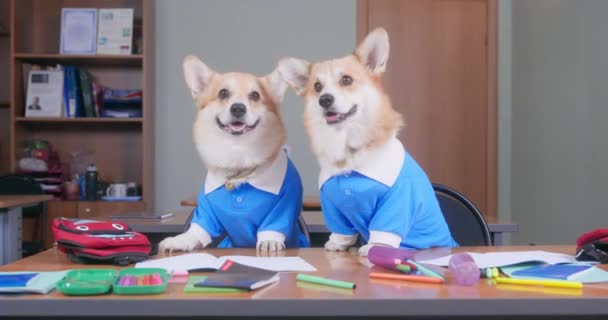 制服を着た2頭の賢いウェールズのコルギの刺繍やカーディガンの犬が素直に机の上に座って学校用品が散乱し、授業中に先生に耳を傾け、フロントビュー — ストック動画