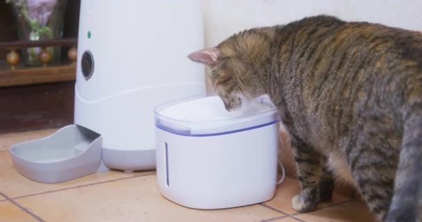 Engraçado gato tabby vê fonte do animal de estimação automática pela primeira vez, explora cuidadosamente, e fica com medo quando o fluxo de água liga. Dispositivos de conveniência para animais domésticos — Vídeo de Stock