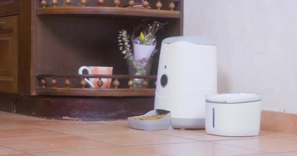 Los dachshunds negros y jengibre comen del alimentador automático — Vídeo de stock