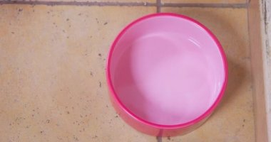 Dachshund kokluyor ve yerde pembe tabakta yiyecek arıyor.