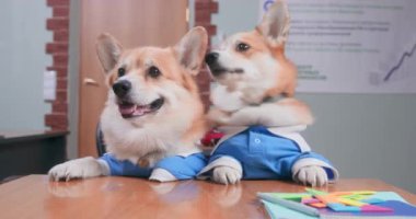 İki yaramaz Galli Corgi Pembroke ya da mavi polo tişörtlü hırka köpekleri pençelerini masaüstüne koyar, utanmadan sahibinden bir şey dilenir ve gider.
