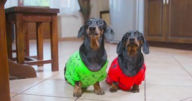 Renkli kostümlü Dachshundlar sahibinin yemek vermesini bekliyor.