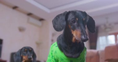 Renkli kostümlü Dachshund köpekleri oturma odasında oynuyorlar.