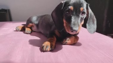 Dachshund köpek yavrusu kulaklığı. Yatak odasında pembe örtüyle yatıyordu..