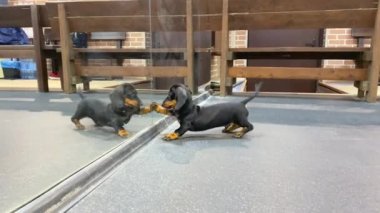 Komik dachshund köpeği aynada yansımasını görür ve başka bir köpek olduğunu düşünür, bu yüzden şakayla yansımaya saldırır, onunla oynar, pençesiyle koklamaya ve ona dokunmaya çalışır, neşeyle zıplamaya çalışır.