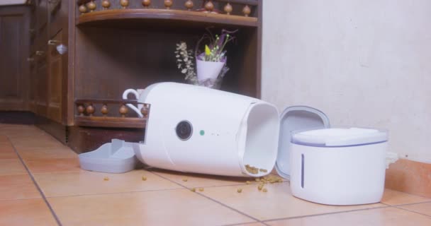 Hungry mischievous pet behaved badly, tried to get an extra portion of food, so it made a mess and turned over the automatic pet feeder machine, scattered dry food around — Stock Video