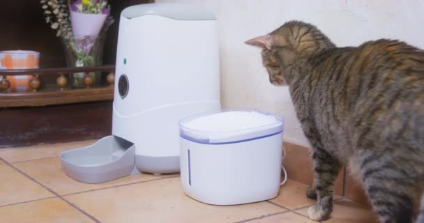 Cute kot kładzie łapę do wody w pijaku przez automatyczny podajnik — Wideo stockowe
