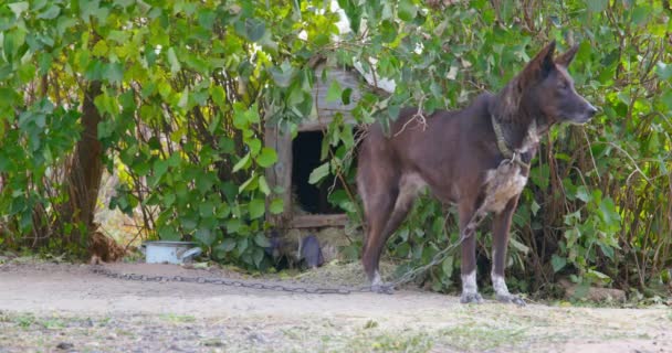 Evcil köpek köpek köpek köpek barınağına karşı bahçede kaşınıyor. — Stok video