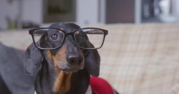 Divertente cane bassotto con gli occhiali osserva attentamente qualcosa, poi abbaia forte e indignato in modo che gli occhiali cadono, e scappa da qualche parte, vista frontale, da vicino — Video Stock
