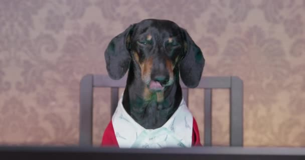Precioso perro salchicha en camisa blanca y chaqueta de punto acogedor está sentado en frente de la pantalla del ordenador portátil y lamiendo sus labios, mientras trabaja en la oficina en casa o ver nuevas series en el servicio de streaming — Vídeos de Stock