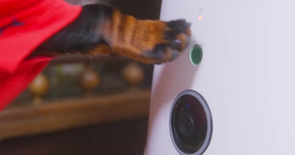 Dog presses start button of automatic pet feeder machine with its paw and portion of dry food is poured into bowl, close up. Device for feeding dog according to schedule and timer — 图库视频影像