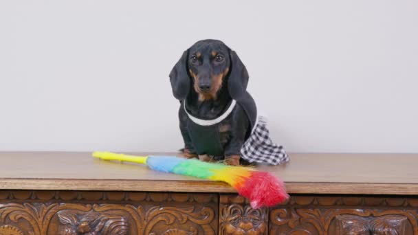 Cute dachshund puppy in maid uniform with apron sits on wooden surface, feather duster for cleaning nearby. Daily housekeeping or dog friendly hotel — Stockvideo