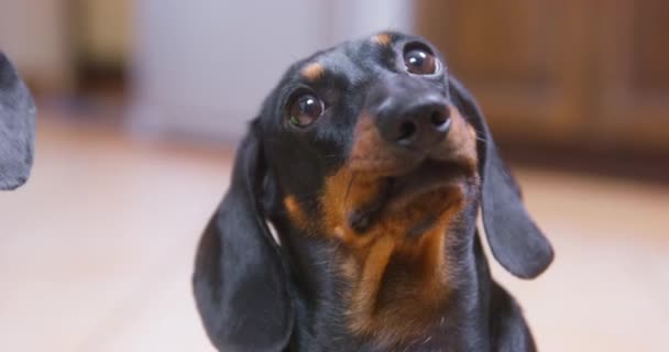 Portrait of funny dachshund puppy with a silly look, who sits next to its friend and looks around in confusion, biting its lip in thought, top-down view, close up — Stockvideo