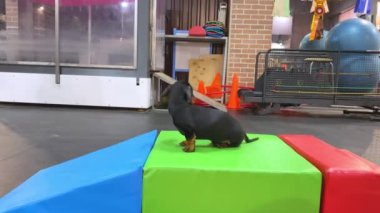 Evcil hayvanlar için ilk kez spor salonunda sevimli bir dachshund köpeği, bu yüzden yavru köpek rampada şaşkın ve korkmuş bir şekilde oturur, etrafa bakar. Fiziksel aktivite hayvanların sağlığı için iyidir ve aşırı enerjinin serbest kalmasına yardımcı olur.