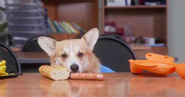 Corgi lambe molho de cachorro quente sentado na mesa em sala de aula — Vídeo de Stock