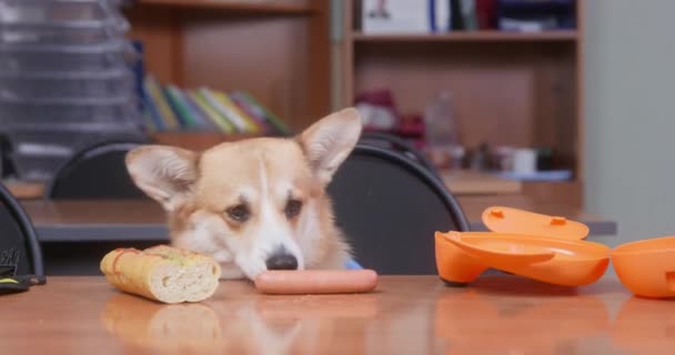 Person left sausage, bun and lunchbox on table, intending to make a hot dog. Mischievous Welsh corgi Pembroke or cardigan dog has found food and is going to steal it and eat — Stockvideo