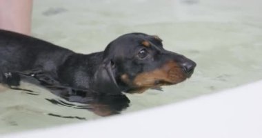 Şirin dachshund yavrusu aktif olarak suda patilerini kullanarak yüzme eğitimini tamamlıyor. Sahibi ya da idarecisi onu küçük bir havuzdan çıkarıp kapatıyor.