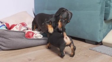 Dachshund yeni evlat edinilmiş komik bir köpek yavrusuyla oynuyor. Evcil hayvanlar tanışıyorlar, kuyruklarını sallıyorlar ve şakalaşarak birbirlerine saldırıyorlar. Yetişkin köpek üstünlük gösteriyor.