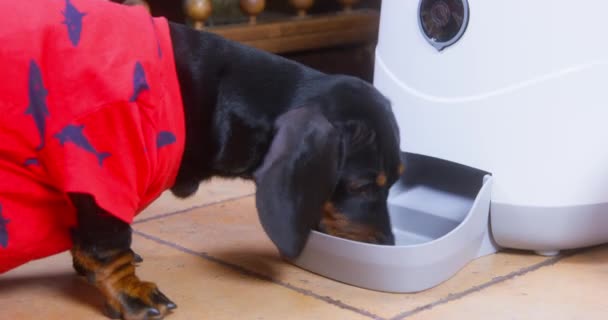 Faulty automatic pet feeder machine pours out an insufficient amount of dry food. Cute hungry dachshund puppy is looking for food. Device for feeding domestic animals according to schedule and timer — Video Stock