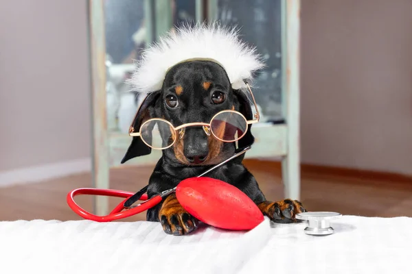 Lucu dachshund anak anjing di ransel wig, kacamata dan dengan mainan stetoskop memainkan dokter melakukan pemeriksaan medis pasien, yang berbaring di rumah sakit, pandangan depan — Stok Foto