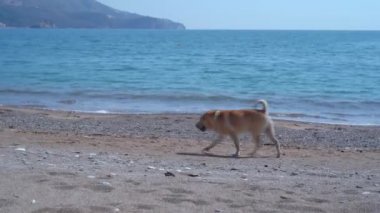 Kızıl bir köpek güzel bir sahil boyunca koşar, bir dağın arka planına karşı.