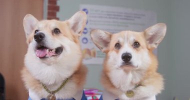 Takım elbiseli bir çift Galli Corgi oturur ve sınıfı gözlemler.