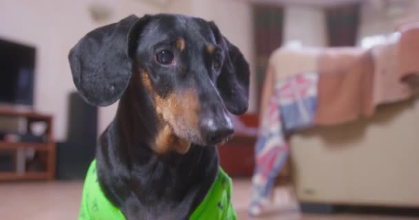 Yeşil tişörtlü aç dachshund sahibi ikramda bulunmak istiyor. — Stok video