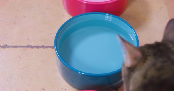 Gros chat tabby s'approche d'un bol d'eau en céramique, le renifle et s'éloigne maladroitement en marchant dessus, parce que l'animal n'a pas soif ou que l'eau n'est pas assez fraîche, vue de dessus, gros plan — Video