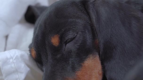 Primo piano sul muso e gli occhi bassotto cane cucciolo dormire così carino a casa sul letto coperto da una coperta bianca. Accogliente riposo animale domestico — Video Stock