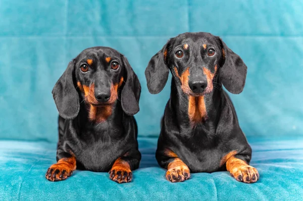Portrait of two adorable dachshund dogs with a gaze that obediently lie on a turquoise sofa, front view. Great representatives of two generations of breed kennel — стоковое фото