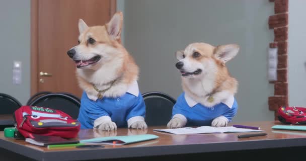 Corgis w niebieskich garniturach pęd do odpoczynku w przerwie w klasie — Wideo stockowe