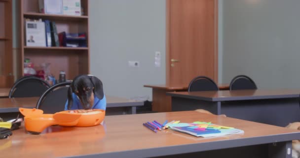 Cute dachshund puppy in blue polo shirt is enjoying its lunchbox meal during lunch break, when two Welsh corgi Pembroke or cardigan dogs came to it claiming its food. College bullying — ストック動画