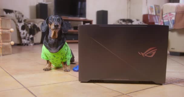 Rostov, RUSIA - 13 de noviembre de 2021: Divertido perro salchicha en camiseta verde se sienta obedientemente en el suelo junto a un ordenador portátil, después de haber terminado el trabajo, vista frontal. Mascotas ladra de repente y huye. Oficina en casa — Vídeo de stock